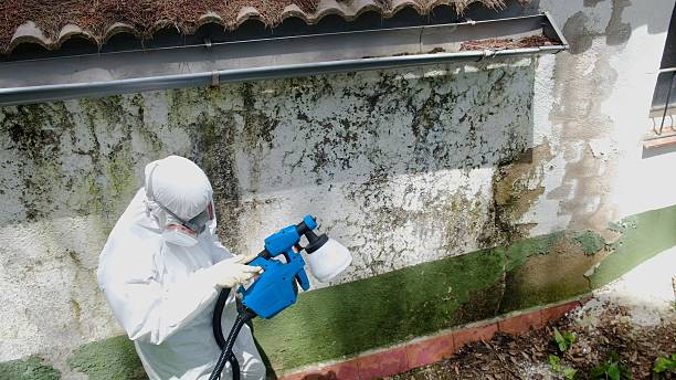 Top rated local Basement Mold Removal specialists in Park Hall, MD